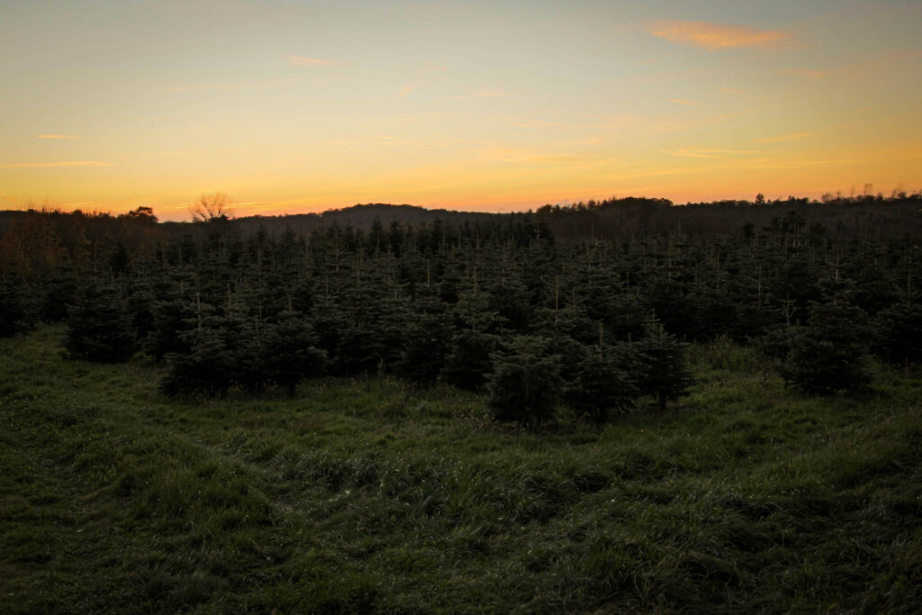Weihnachtsbäume